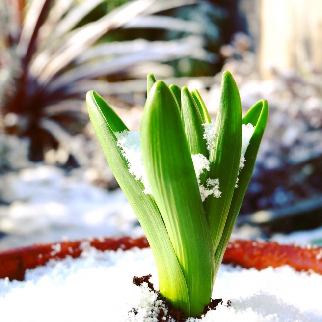 Springtime and Snow. I’m sure the novelty will wear off if it stays for